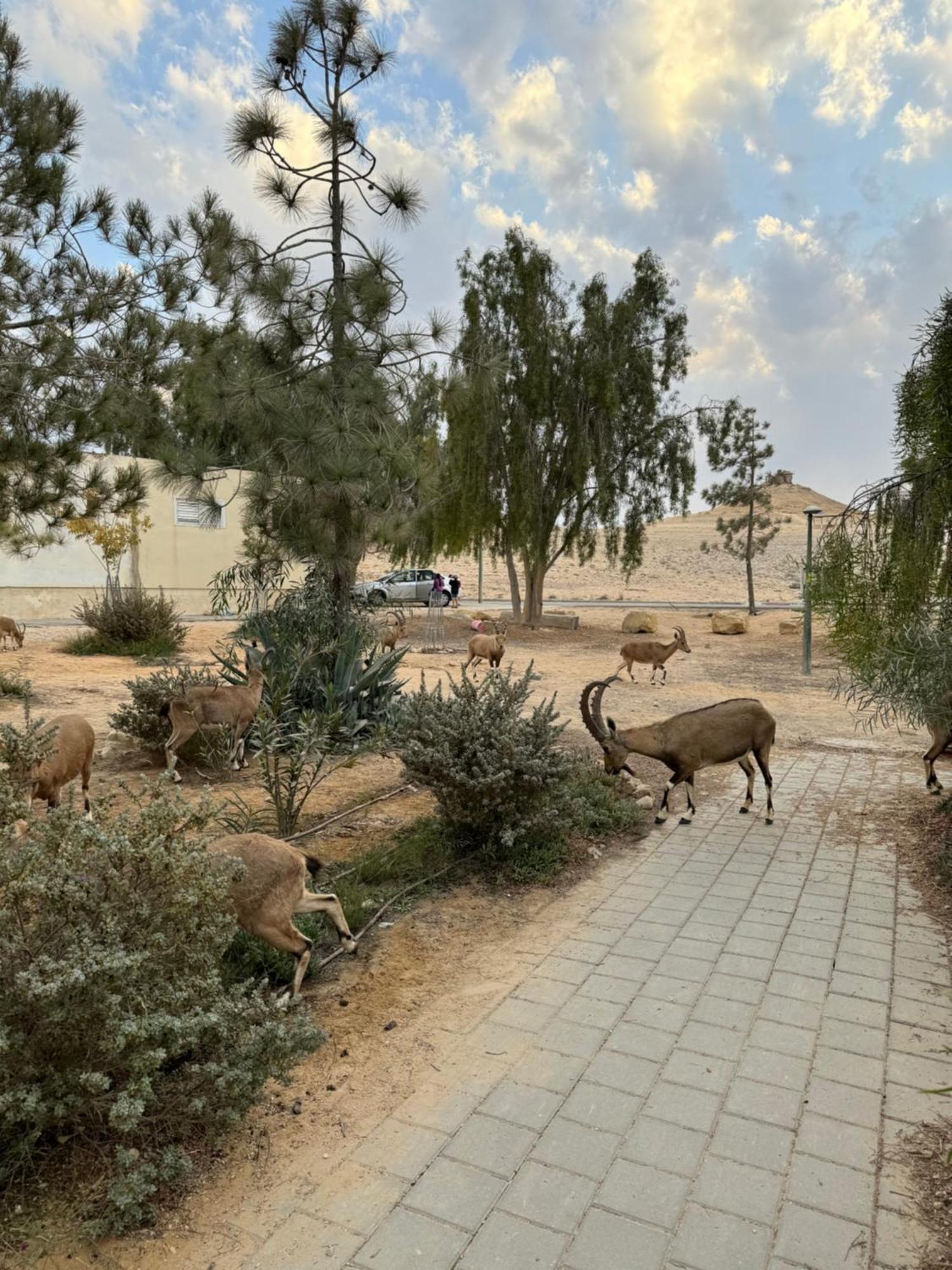 Apartamento הבית המדברי Mitzpe Ramon Exterior foto