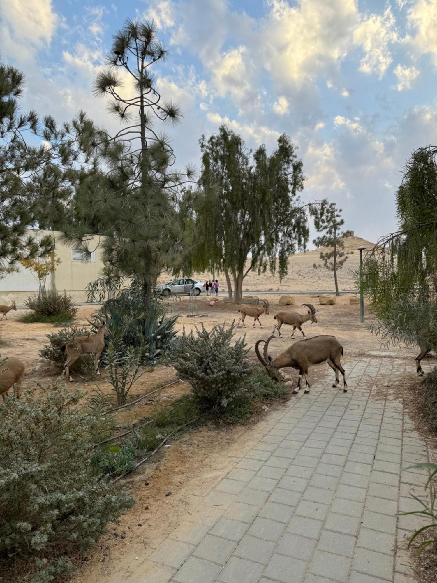 Apartamento הבית המדברי Mitzpe Ramon Exterior foto